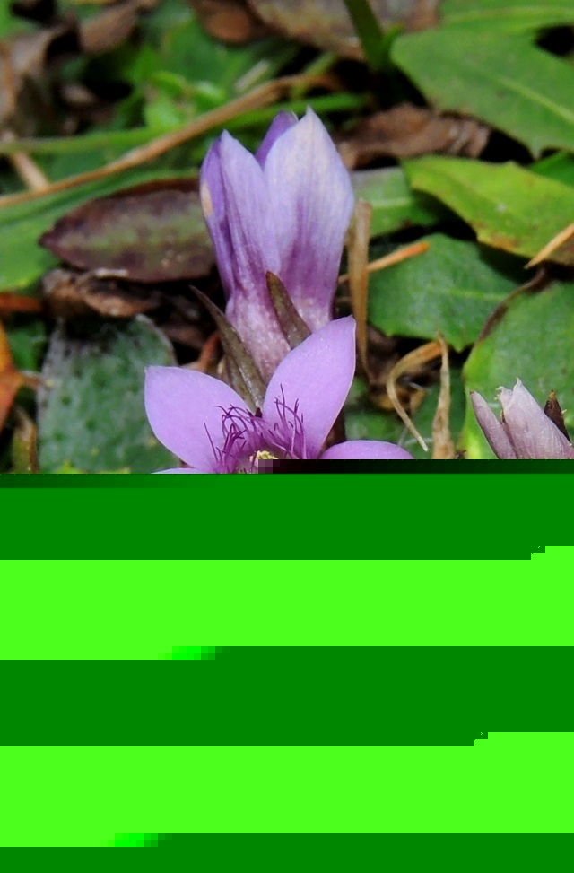 gentianella campestris